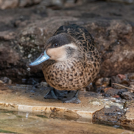 Blue-billed teal