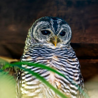 Chaco owl