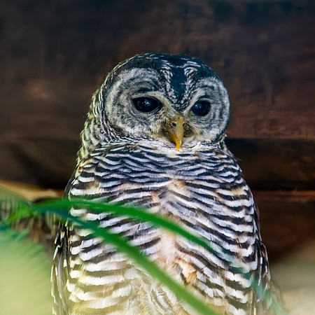 Chaco owl