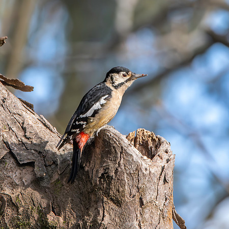 Himalayan woodpecker