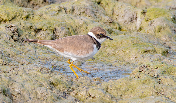 Little ringed plover