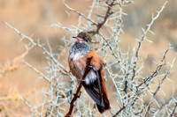 Amazilla hummingbird