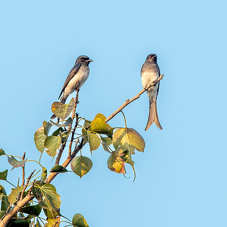 White bellied drongo