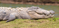 Mugger crocodile