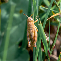 Common Maquis grasshopper