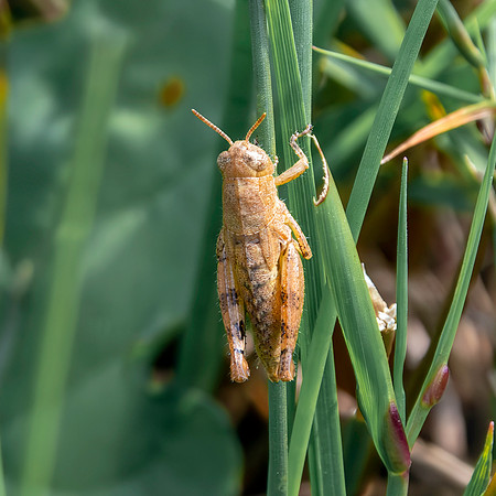 Common Maquis grasshopper