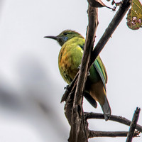 Orange bellied leafbird