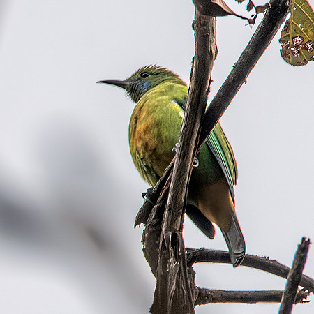 Orange bellied leafbird