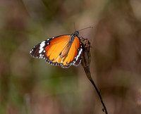 Plain tiger