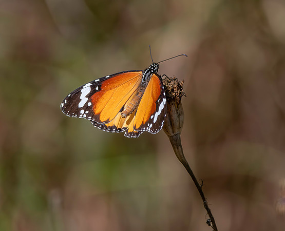 Plain tiger