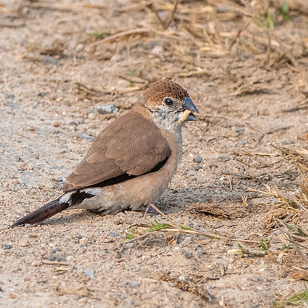 Indian silverbill