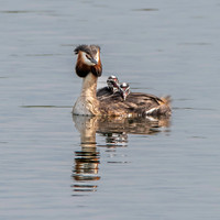Great crested grebe