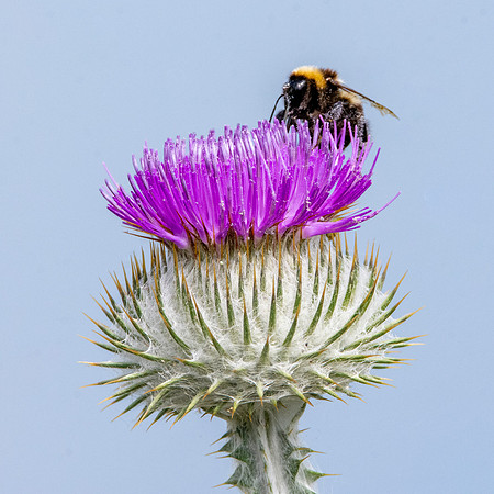 White tailed bee