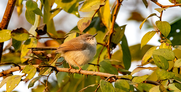 Immature Grey breasted / Franklin's prinia