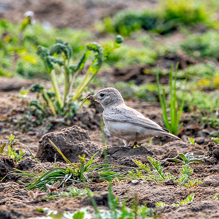 Sand lark