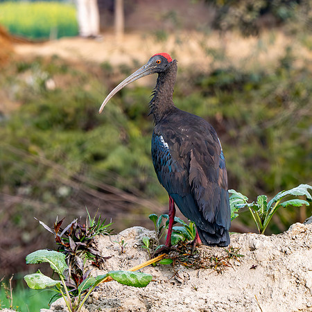 Red naped ibis