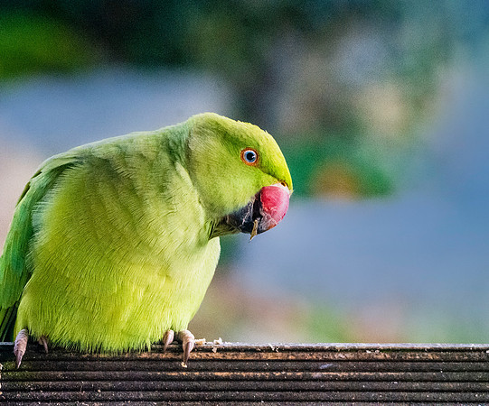 Ring-necked parakeet / Rose-ringed parakeet