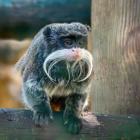 Emperor tamarin