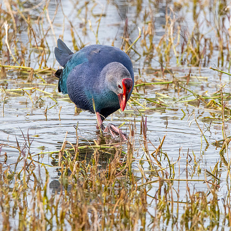 Grey headed swamphen