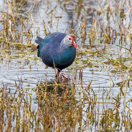 Grey headed swamphen