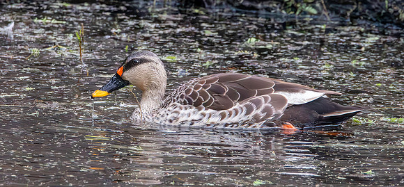 Spot billed duck