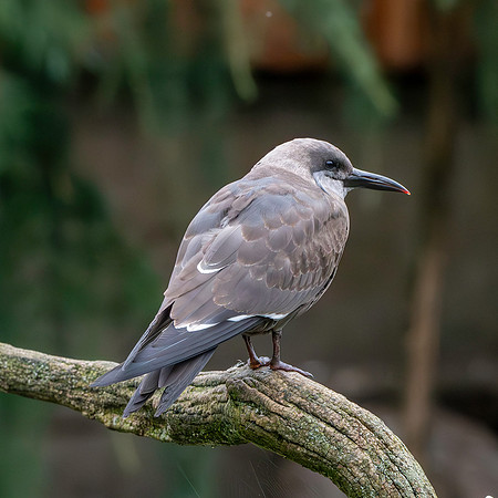 Inca Tern