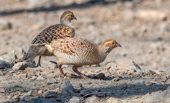 Grey francolin