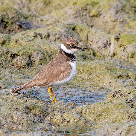 Little ringed plover