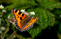 Small tortoiseshell