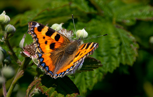 Small tortoiseshell