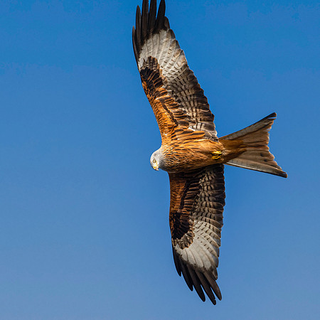 Red kite