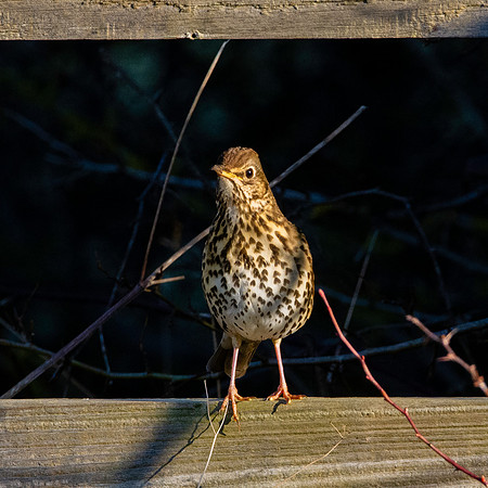 Song thrush