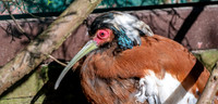 Madagascar crested ibis