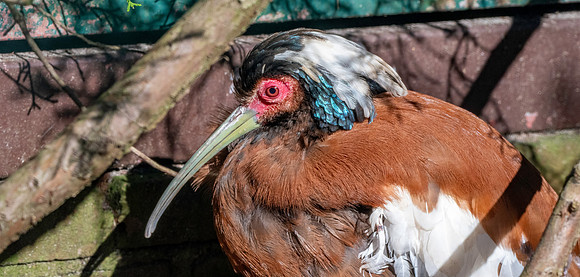Madagascar crested ibis