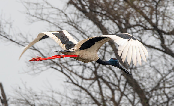 Black necked stork flying