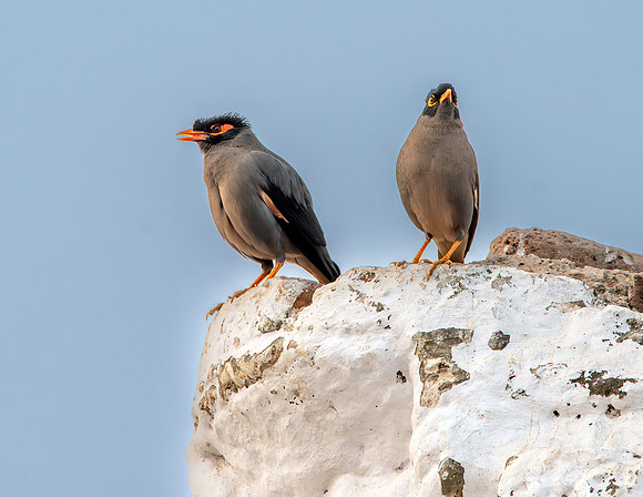 Bank Mynah
