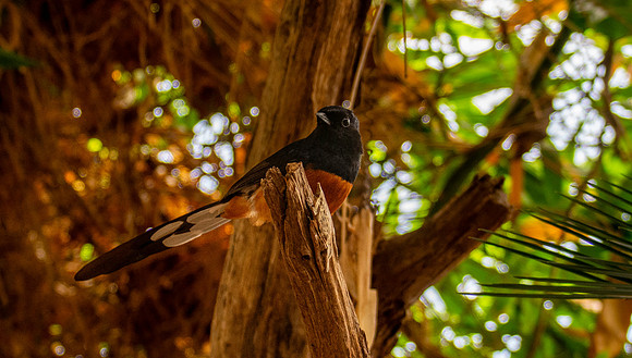 White rumped shama