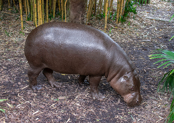 Pygmy hippopotamus