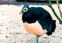 Maleo