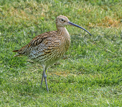 Curlew