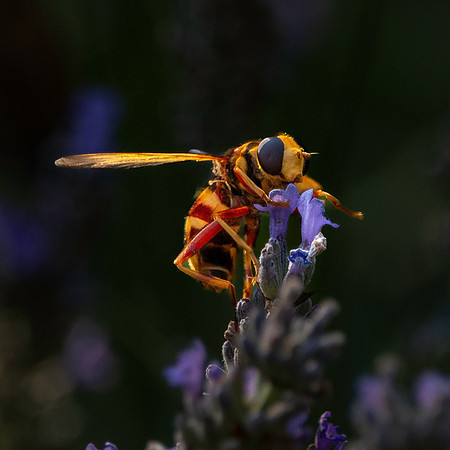 European hornet