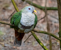 Black chinned fruit dove