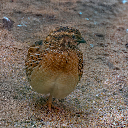 Common quail