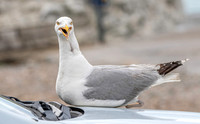 Herring gull