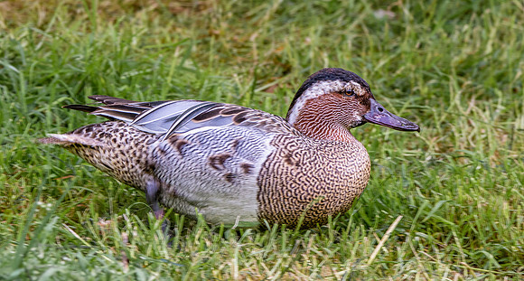 Garganey duck, male