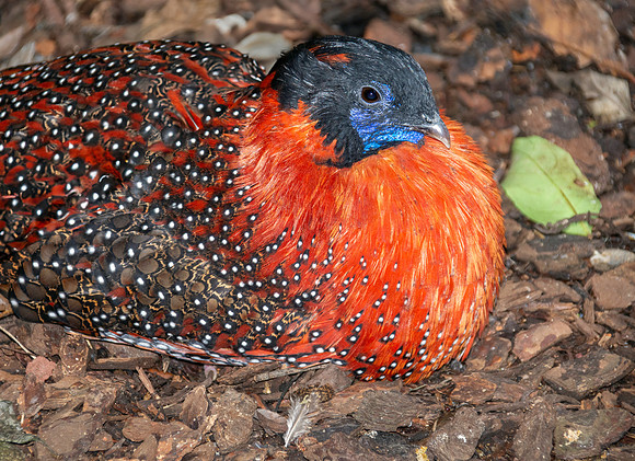 Satyr tragopan, male