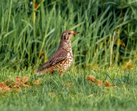 Mistle thrush