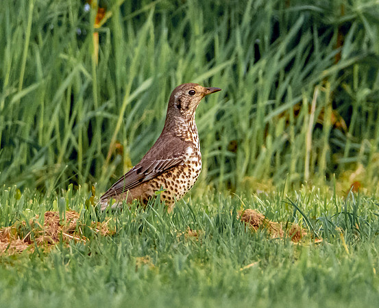 Mistle thrush
