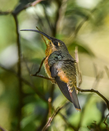 Long billed hermit hummingbird