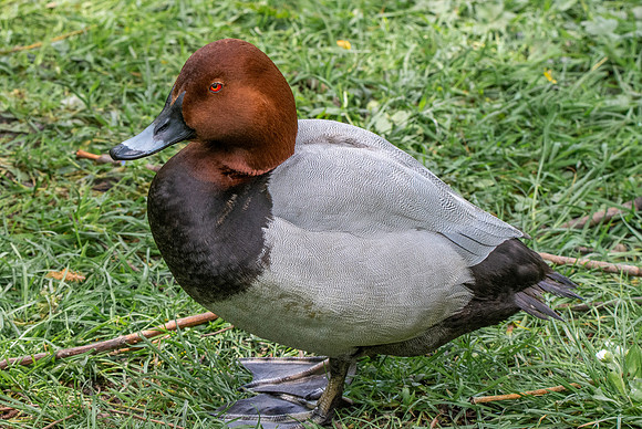 Common pochard